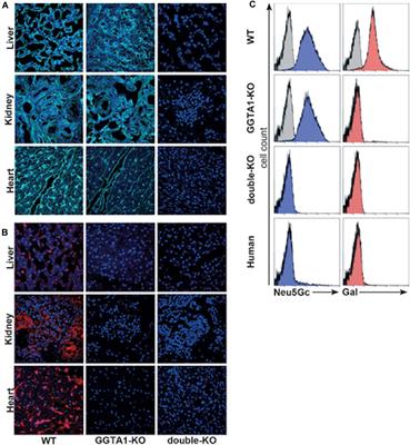 neu5gc xenotransplantation frontiersin fimmu